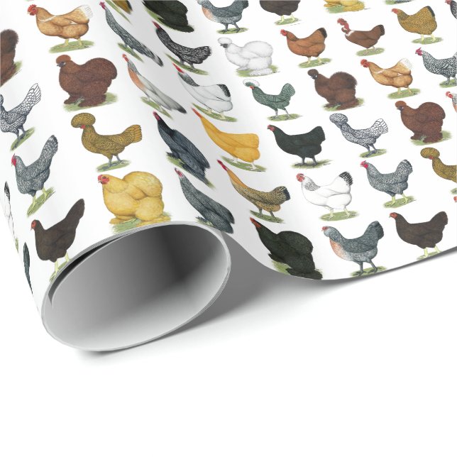 Papel De Regalo 49 gallinas del pollo (Esquina del rollo)
