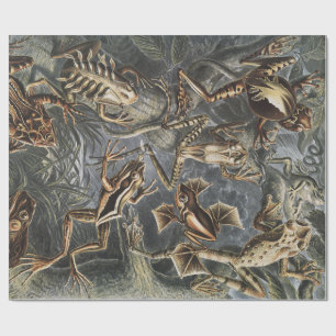 Papel De Regalo Academia Oscura Haeckel Estampa Vintage de Rana Na