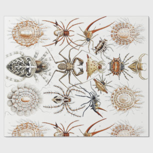 Papel De Regalo Academia Oscura Haeckel Vintage Araña Simetría Art