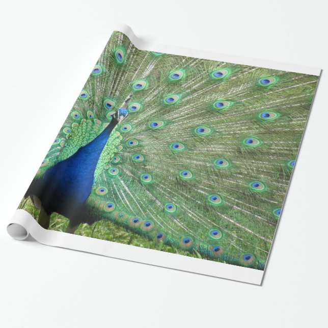 Papel De Regalo Ajuste de regalo - Peacock (Desenrollado)