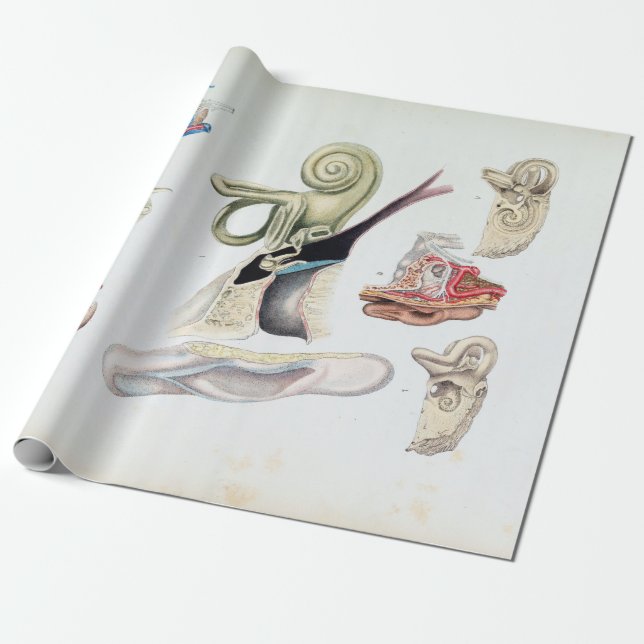 Papel De Regalo Anatomía vintage del oído humano (Desenrollado)