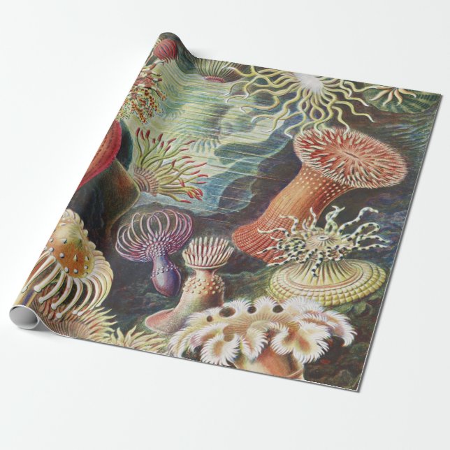 Papel De Regalo Anemones marinos, Actiniae Seanemonen Ernst Haecke (Desenrollado)