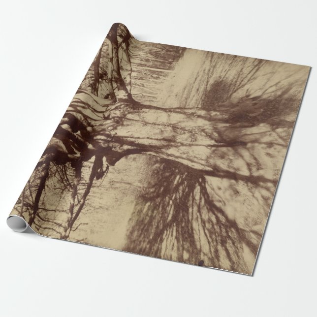 Papel De Regalo Árbol de haya (por Eugène Atget) (Desenrollado)
