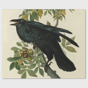 Papel De Regalo Arte clásico Audubon Raven