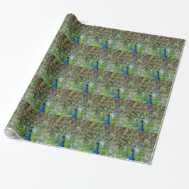 Papel De Regalo Asombroso Peacock y plumas accesorios de fotografí