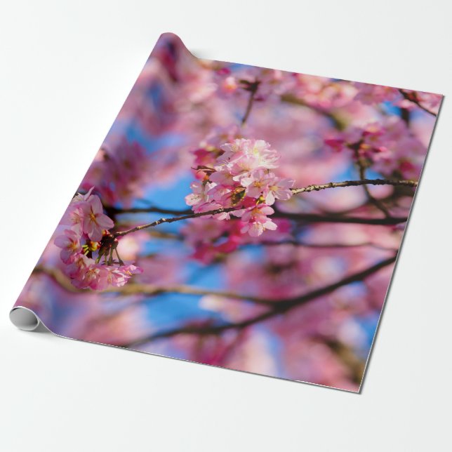 Papel De Regalo Asombroso Sakura Rosa Y Cielo Azul (Desenrollado)