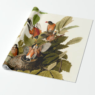 Papel De Regalo Audubon American Robin Wildlife Bird Ilustracion