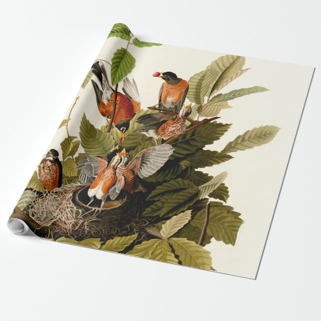 Papel De Regalo Audubon American Robin Wildlife Bird Ilustracion (Desenrollado)
