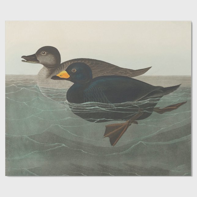 Papel De Regalo Audubon American Scoter Duck Classic (Superficie plana)