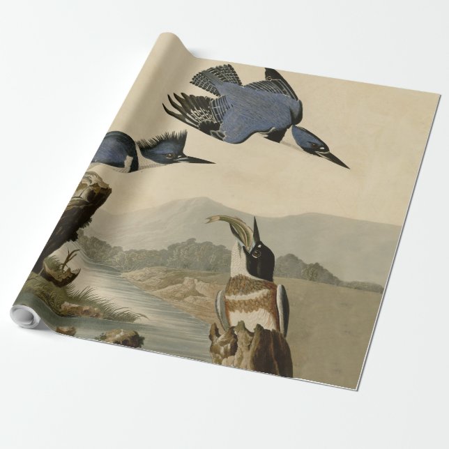 Papel De Regalo Ave salvaje Audubon Belt Kingfisher (Desenrollado)