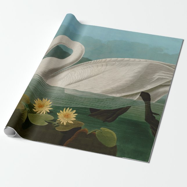 Papel De Regalo Aves de cisne comunes de Estados Unidos Audubon (Desenrollado)