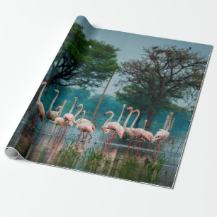 Papel De Regalo Bandada de flamencos mayores en hábitat natural. U