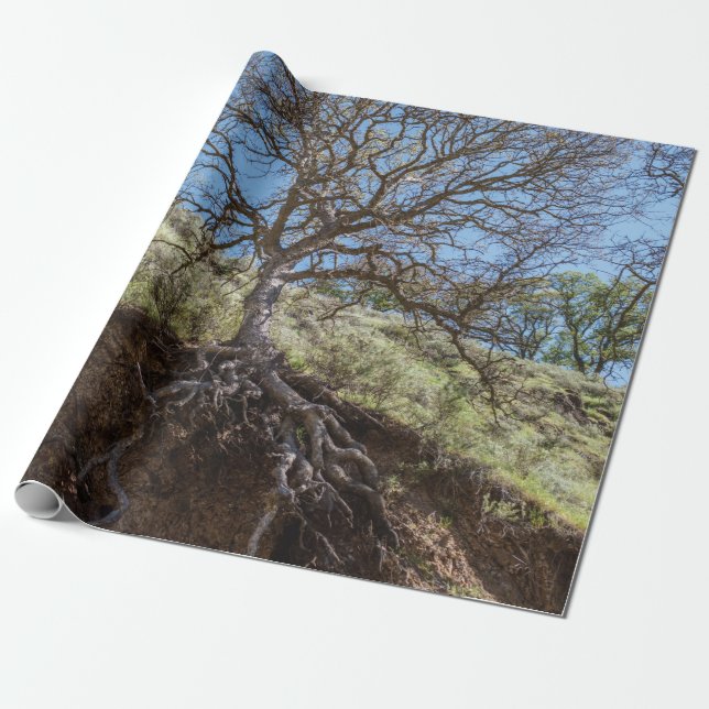 Papel De Regalo Bare tree on mountain during day (Desenrollado)