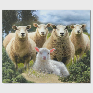 Papel De Regalo Bebé de oveja de oveja