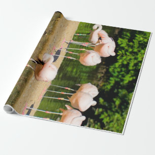 Papel De Regalo Bebida animal africana Amantes divertidos de Fla