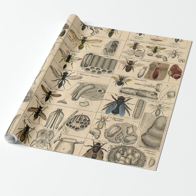 Papel De Regalo Bee Insect Bug Wasp Natural History Bees (Desenrollado)
