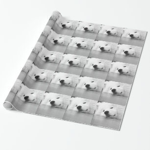 Papel De Regalo Blanco del perro de la foto del samoyedo