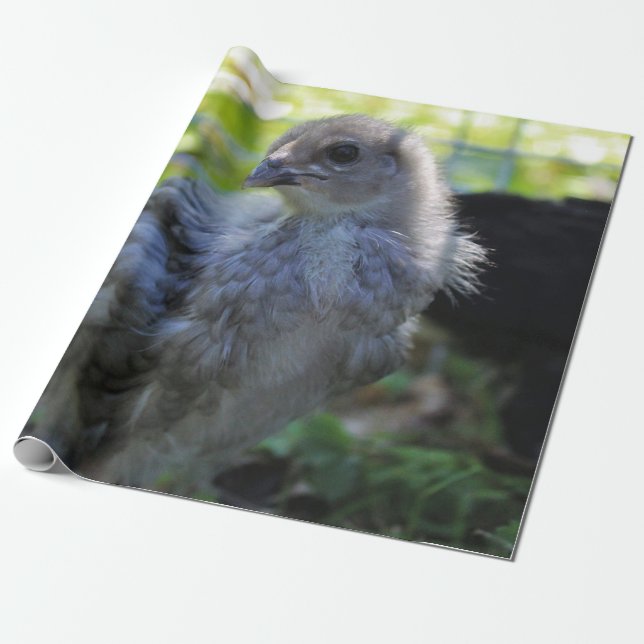 Papel De Regalo Bluebell (Desenrollado)