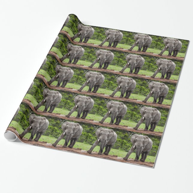 Papel De Regalo Boletín solitario del elefante africano (Desenrollado)