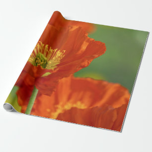 Papel De Regalo Bonita amapola roja
