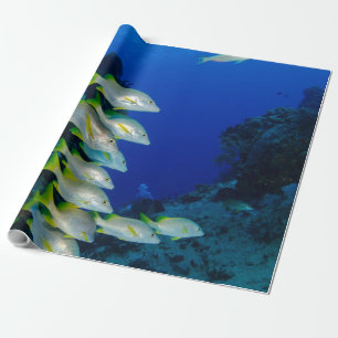 Papel De Regalo Bonitos peces de colores Mejor regalo para la vi