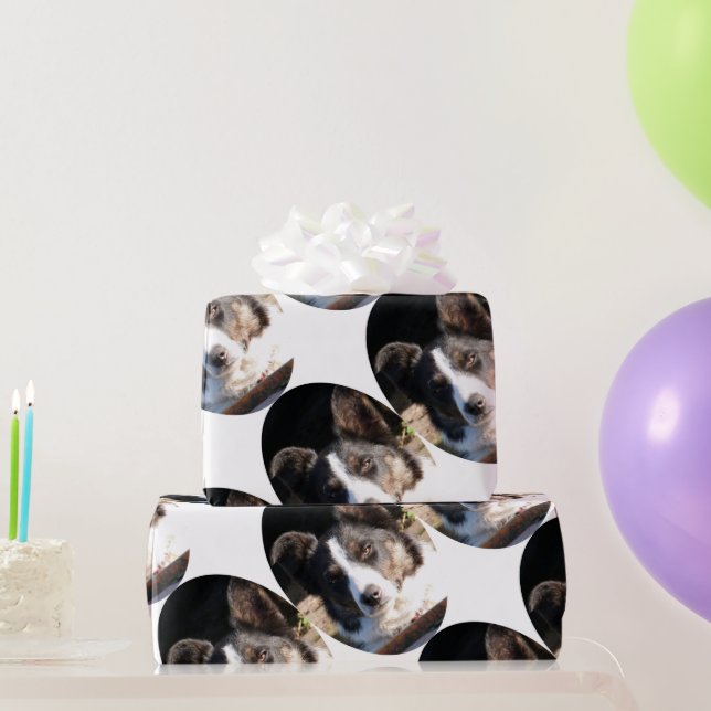 PAPEL DE REGALO BORDER COLLIE (Regalos de fiesta)