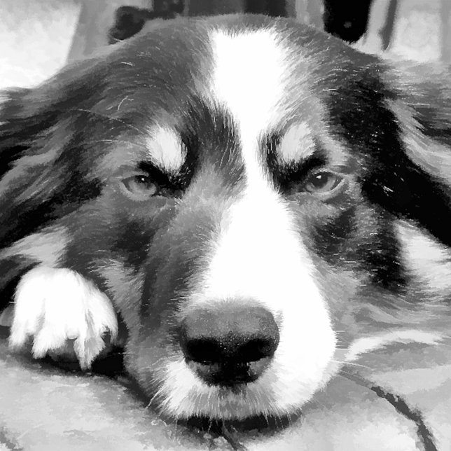 PAPEL DE REGALO BORDER COLLIE (Subido por el creador)