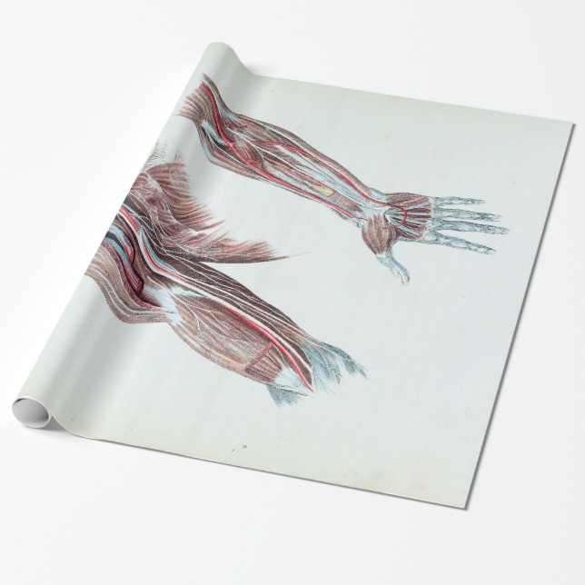 Papel De Regalo Brazos y manos humanos de la anatomía del (Desenrollado)