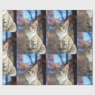 Papel De Regalo Brin