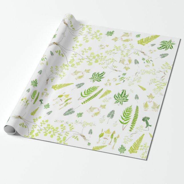 Papel De Regalo British Ferns in Victorian Drawings Wrapping Paper (Desenrollado)