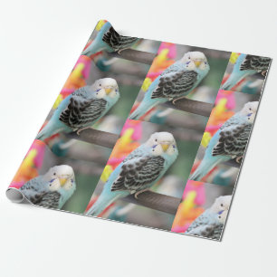 Papel De Regalo Budgie
