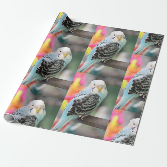 Papel De Regalo Budgie (Desenrollado)