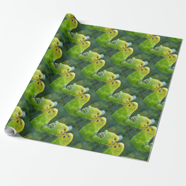 Papel De Regalo Budgie_2015_0604 (Desenrollado)