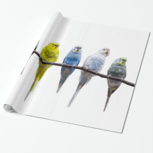 Papel De Regalo Budgies
