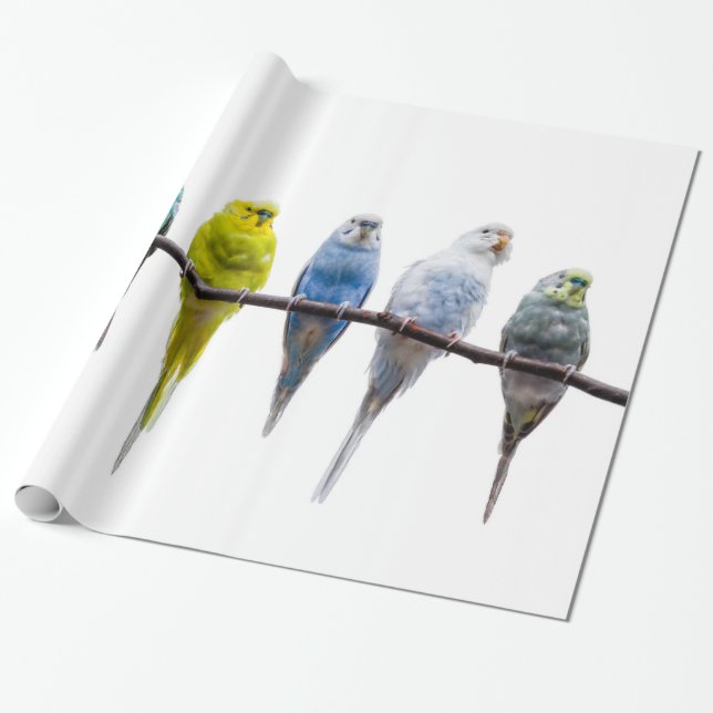Papel De Regalo Budgies (Desenrollado)