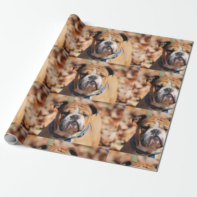 Papel De Regalo Bulldog Buddy (Desenrollado)