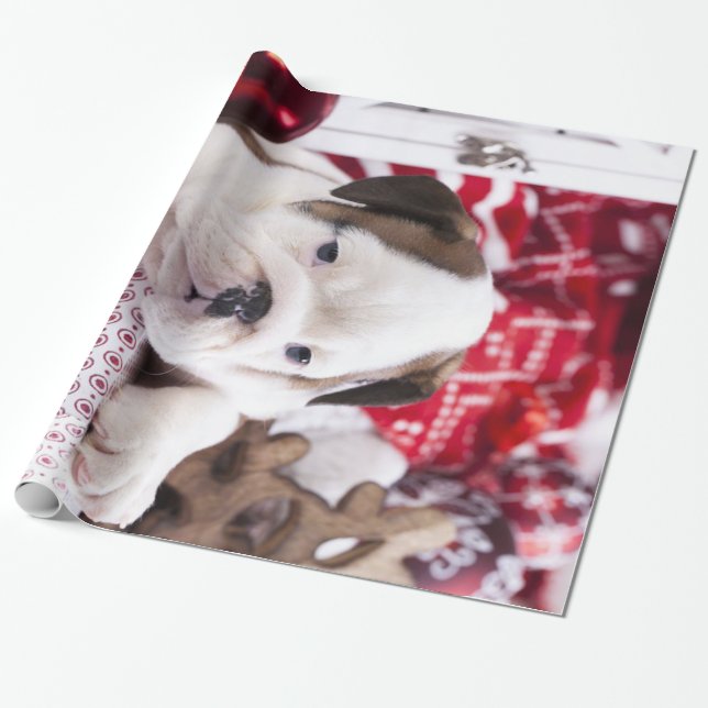 Papel De Regalo Bulldog inglés de cachorro suave | Navidades diver (Desenrollado)