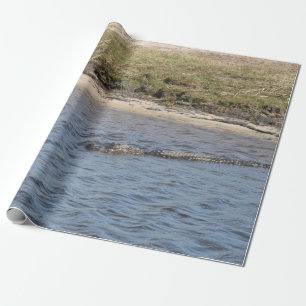Papel De Regalo Caimán americano nadando en un río pantanoso