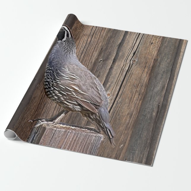 PAPEL DE REGALO CALIFORNIA QUAIL EN BARNBOTE (Desenrollado)