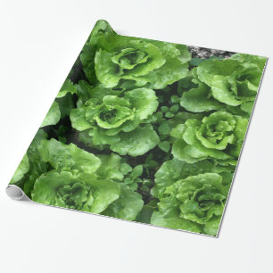Papel De Regalo Cama de lechuga