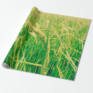 Papel De Regalo Campo de arroz en el campo y en el fresco, de esti