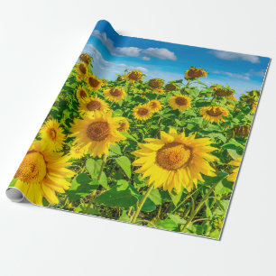 Papel De Regalo Campo de girasoles en verano soleado. Picturesco l