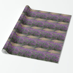 Papel De Regalo Campo de lavanda púrpura