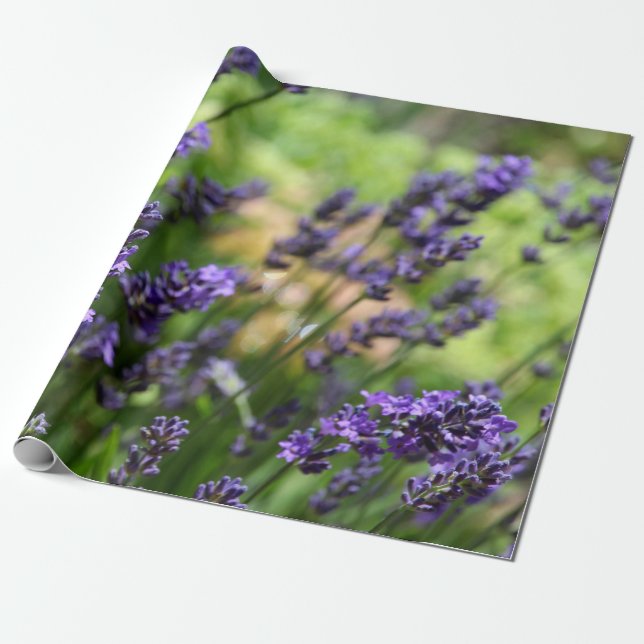 Papel De Regalo Campo de Lavender (Desenrollado)