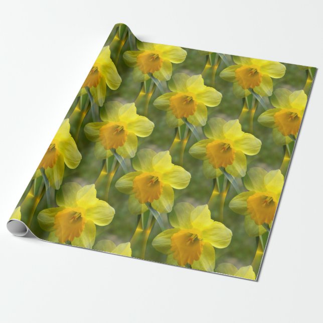 Papel De Regalo Campos de Daffodils...... (Desenrollado)