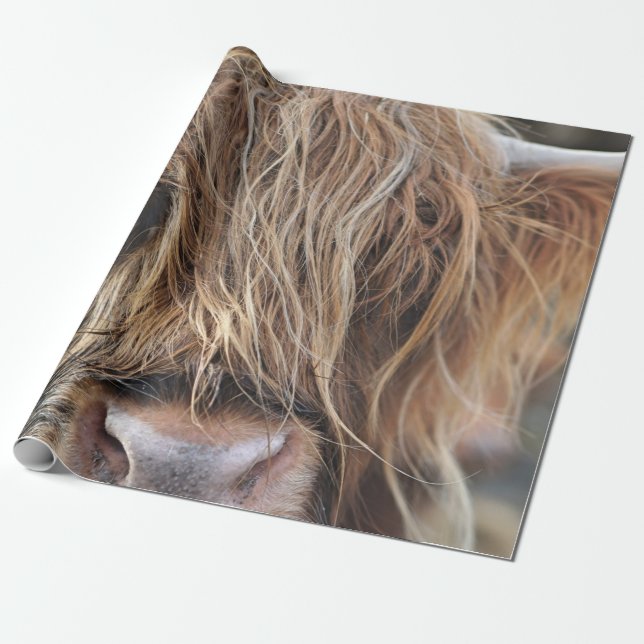 PAPEL DE REGALO CARA DE VACA DE HIGHLAND CATTLE (Desenrollado)