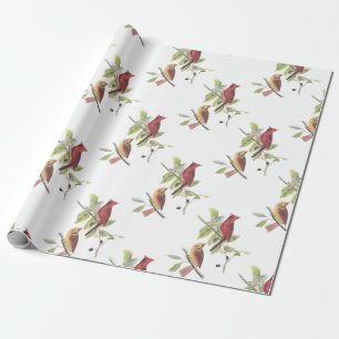 Papel De Regalo Cardenal del norte por Audubon