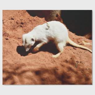 Papel De Regalo Cazador de la naturaleza: suricata blanco que busc