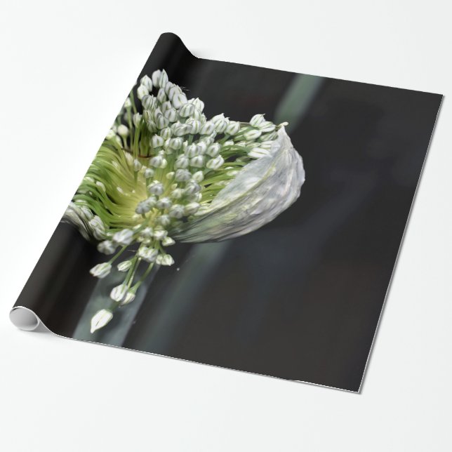 Papel De Regalo Cebolla de primavera floreciente (Desenrollado)