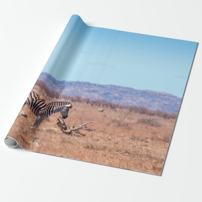 Papel De Regalo Cebra de llanuras en el parque nacional de Kruger, (Desenrollado)
